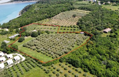 Jedinstvena prilika! Istarsko imanje s kamenom kućom, 17.000 m² građevinskog zemljišta i maslinikom