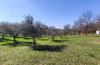 Maslinik sa približno 90 maslina, na 2 km od centra Poreča